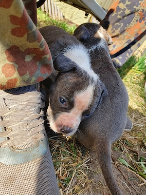 Old Englisch Bulldog Mix Welpen 