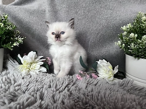 Heilige Birma Kitten