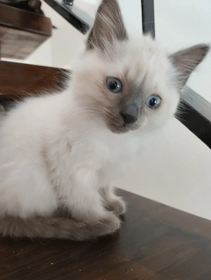 3 BKH Siam Mädchen suchen