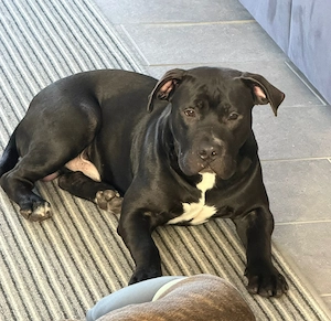 Mischlings Rüde abzugeben