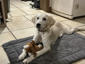 9 month old GoldenDoodle