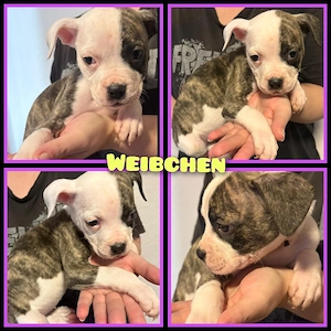 OEB-Boxer-Mix-Welpen