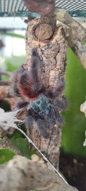 Caribena versicolor ( Ex. AVICULARIA) 1.0 