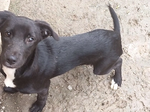 ich verkaufe ein Labrador Mix Welpen