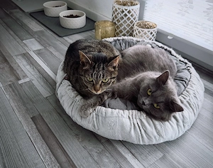 EKH BLH Kätzchen suchen ein für immer Zuhause 