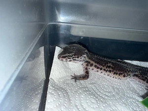 Leopardgecko Black Night