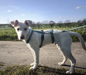 Tom, kleiner Rüde sucht neues Zuhause
