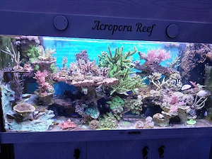 Meerwasser Becken Auflösung