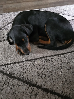 Wunderschöne Dobermann Welpen