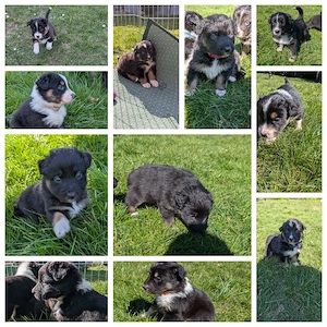 Australien Shepard Welpen 