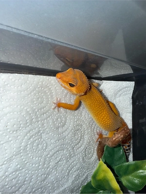 Leopardgecko Super Hypo Tangerine Mandarin dringend Bild 4