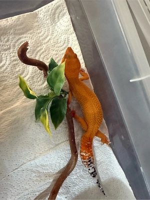Leopardgecko Super Hypo Tangerine Mandarin dringend Bild 3
