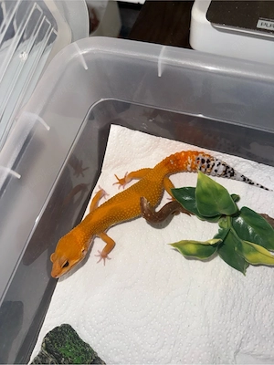 Leopardgecko Super Hypo Tangerine Mandarin dringend Bild 2
