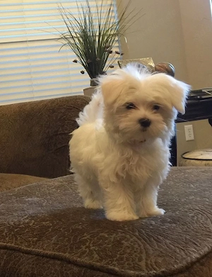 Reinrassige Malteserwelpennn.