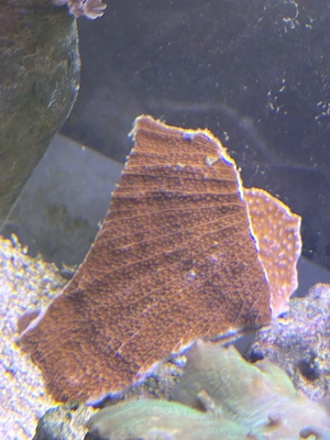 Montipora Ableger 
