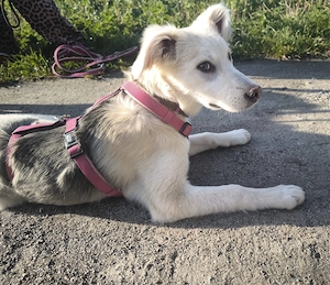 Ida, neugieriger Welpe sucht neues Zuhause