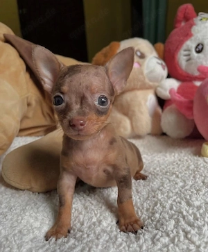 Wunderschöne Chihuahua-Welpen  Wunderschöne Chihuahua-Welpen, 11