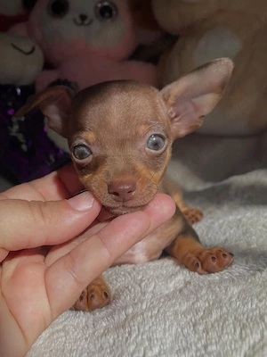 Wunderschöne Chihuahua-Welpen suchen ein neues Zuhause