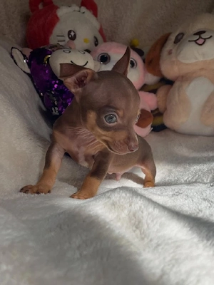 Wunderschöne Chihuahua-Welpen suchen ein neues Zuhause  Wir haben zwei bezaubernde Chihuahua-Welpen,