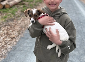  Jack Russell Terrier   klein, aber voller Energie