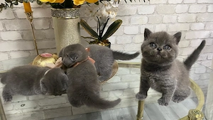 BKH kitten ab 12 Wochen Abgabebereit(15. Mai) Reservierung möglich