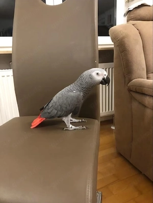 Graupapageien abzugeben