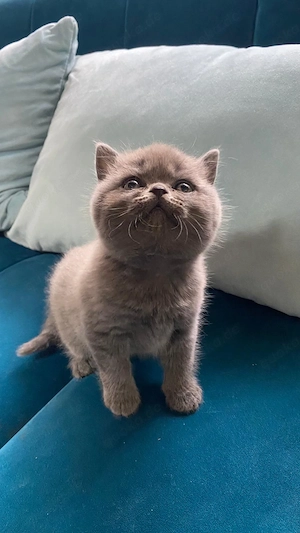  Britisch Kurzhaar Kitten in Silber suchen liebevolles Zuhause