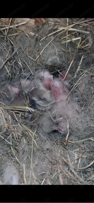 Zwergwidder Babys suchen ein liebevolles zuhause!