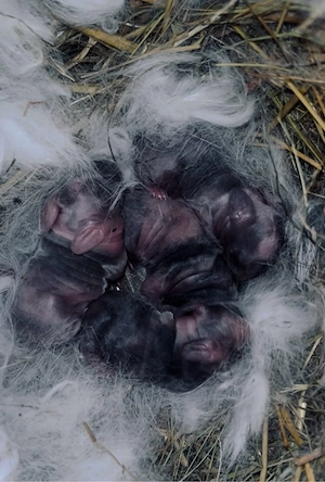 Zwergwidder babys suchen bald ein neues Zuhause!