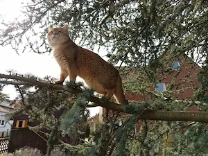 BKH Golden Shaded Deckkater  