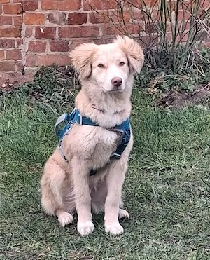 Rocky, lieber Welpe sucht neues Zuhause