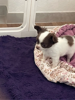 Rüde Cosimo sucht noch seine Familie 