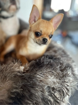 Liebe KH Chihuahua Hündin sucht ihre Familie