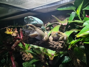 Korallenfingerlaubfrosch