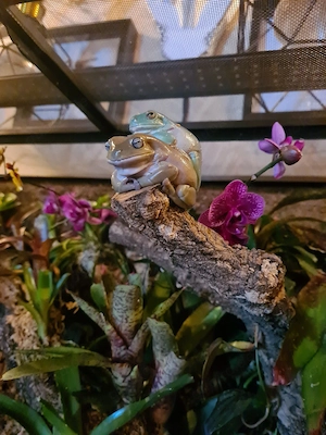 Korallenfingerlaubfrosch