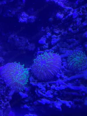 Fungias zu verkaufen 