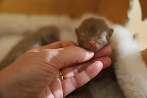 BKH  Cinnamon Fawn Kätzchen 