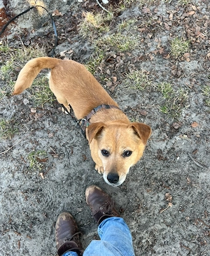 Kleine Hündin sucht ruhiges, ländliches Zuhause 