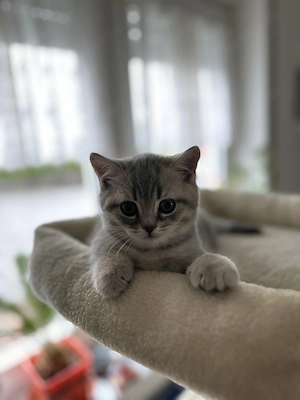 2 süße Kätzchen (Jungen) suchen ein liebevolles Zuhause