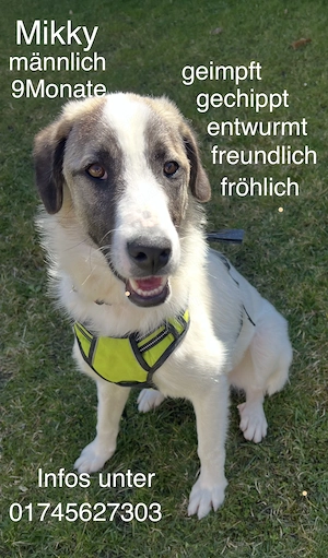 Hübscher lieber Rüde Mikky 9 Monate sucht sein für immer Plätzchen 
