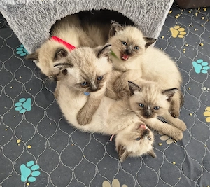 Bezaubernde Siam Kitten, Grün rosa bereits reserviert!