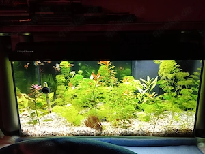 Aquarium aquatlantis Advance 60  Plus Zubehör!!