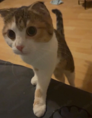 2 Katzen Mutter und Tochter