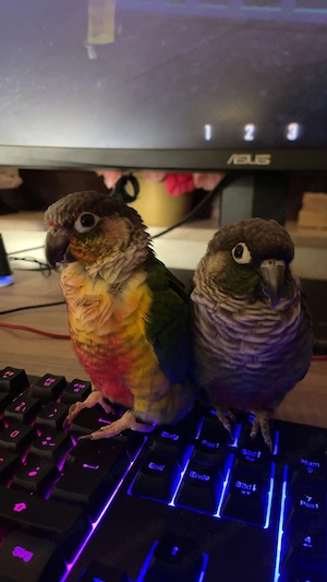 Molinasittich Pärchen handzahm 