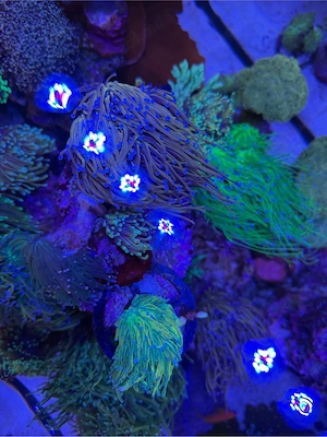 Ableger Korallen LPS SPS Zoas Euphyllia