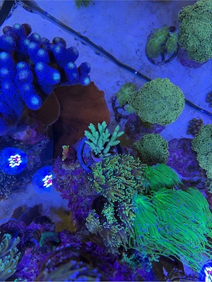 Ableger Korallen LPS SPS Zoas Euphyllia Bild 2