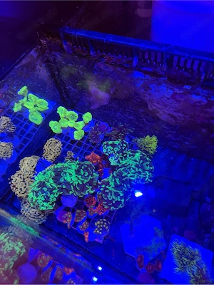 Ableger Korallen LPS SPS Zoas Euphyllia Bild 5
