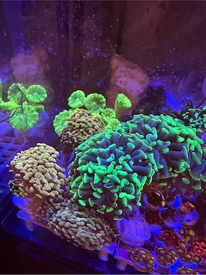 Ableger Korallen LPS SPS Zoas Euphyllia Bild 7