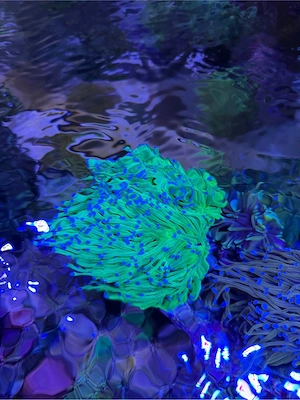 Ableger Korallen LPS SPS Zoas Euphyllia Bild 3