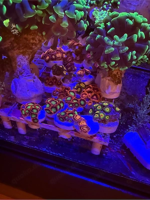 Ableger Korallen LPS SPS Zoas Euphyllia Bild 6